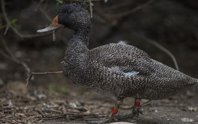 Speckled duck standing on ground.