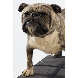 Taxidermied bulldog specimen, detail of head and houlders.