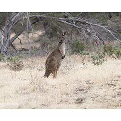 Kangaroo standing on hindlegs.