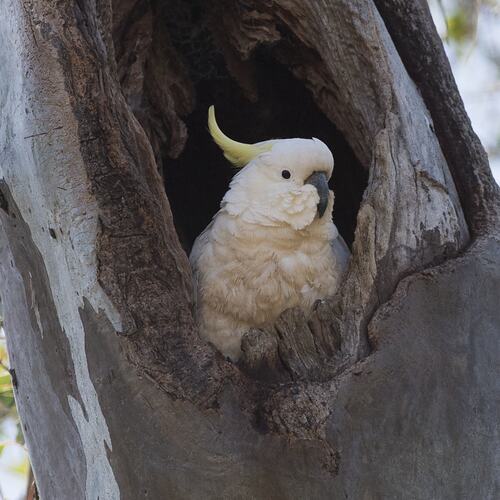 White bird with yellow crest sitting in tree hollow.