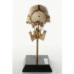 Rear view of articulated gorilla skull.