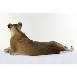 Rear view of taxidermied lying down lioness.
