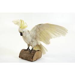 Sulphur-crested cockatoo mounted on log.