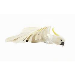 Side view of cockatoo specimen mounted as though in flight.