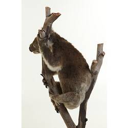Taxidermied koala mounted holding branch.