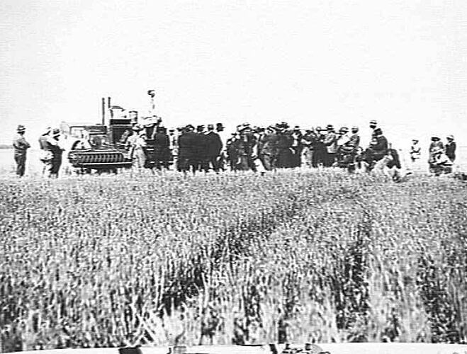 12 FT. AUTO HEADER AT WORK ON MR. SEPURMAN'S FARM, MINYIP: DEC 1925