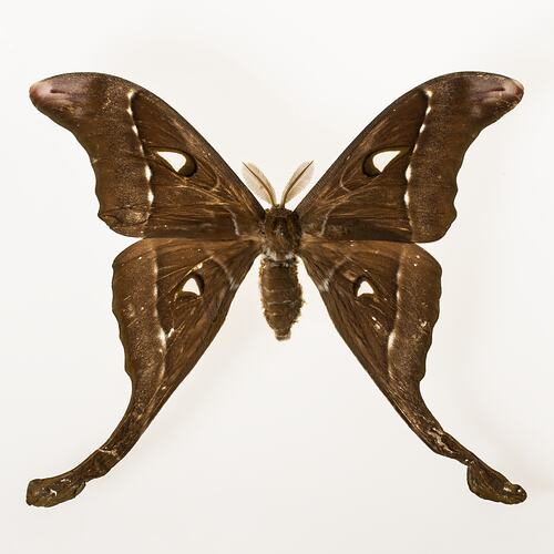 Pinned brown moth specimen with long hind wings.