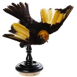 <em>Sericulus chrysocephalus</em>, Regent Bowerbird. [B 35057]