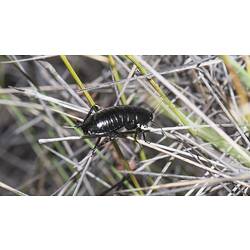 Black cockroach climbing over long grass.