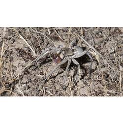 Wolf Spider.