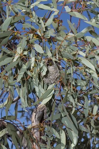 Class Aves, bird, nest. Hattah National Park, Victoria.