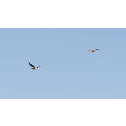 <em>Elanus axillaris</em>, Black-shouldered Kite. Wyperfeld National Park, Victoria.