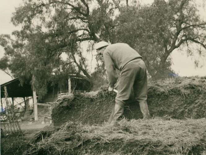 Man wearing berret cutting silage under eucalypt near farm shelter.