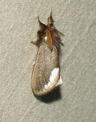 <em>Euproctis limbalis</em>, moth. Great Otway National Park, Victoria.