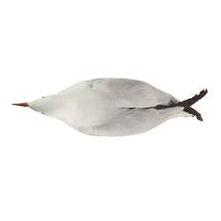 Silver Gull on white background