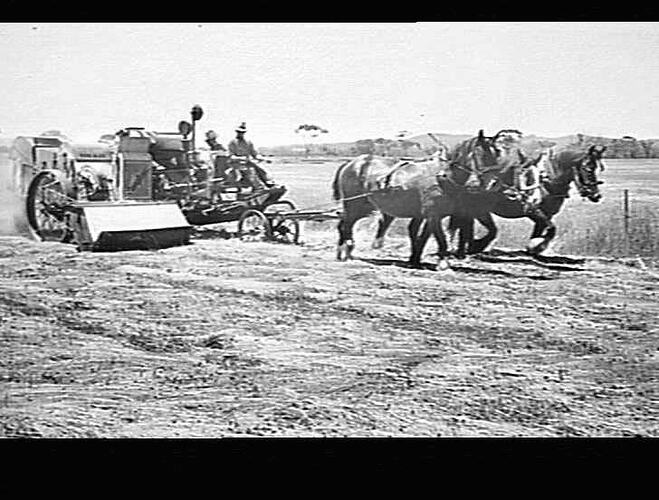 E.F. HEADER WITH PICK-UP HARVESTING RYE GRASS ON MR. BALLINE'S PROPERTY, BERWICK: JAN 1940