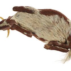 Model of seated brown and white cow. View from below.