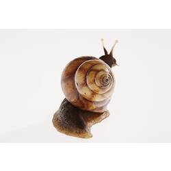 Back of snail model.