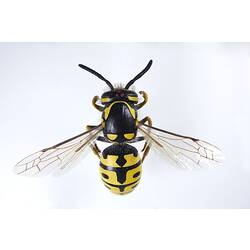 Top of black and yellow wasp model.