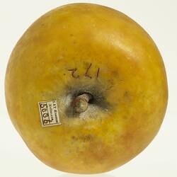 Yellow apple model. Top view with stem, label and handwritten number.