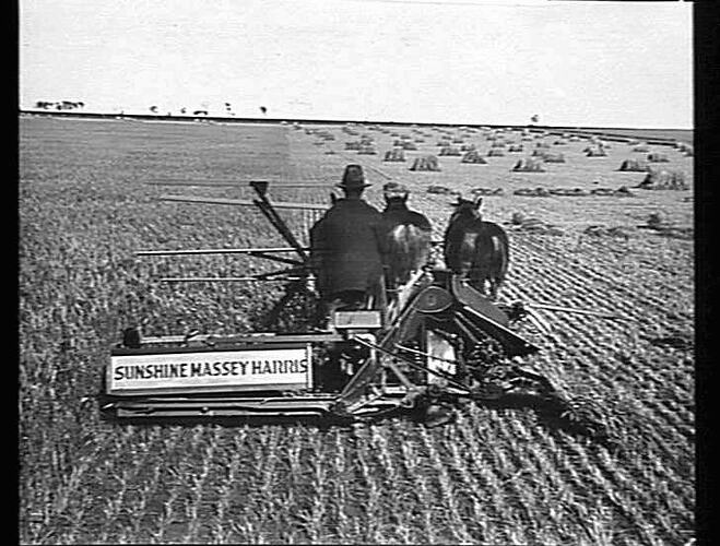 "6 FT MASSEY HARRIS BINDER WORKING ON MR. J. DUNN'S FARM, MELTON SOUTH: DEC 1936"