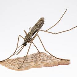 Model of a mosquito on a base.