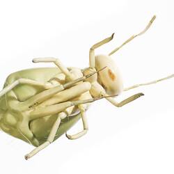 Model - Lucerne Flea, Magnified X50, 1956