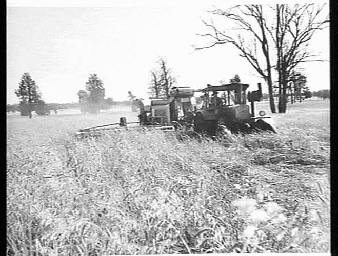 NO.4 P.T.O. HEADER HARVESTING CROP OF WHEAT ON PROPERTY OF MR F.KEENAN, YARRAWONGA. JAN. 1948.