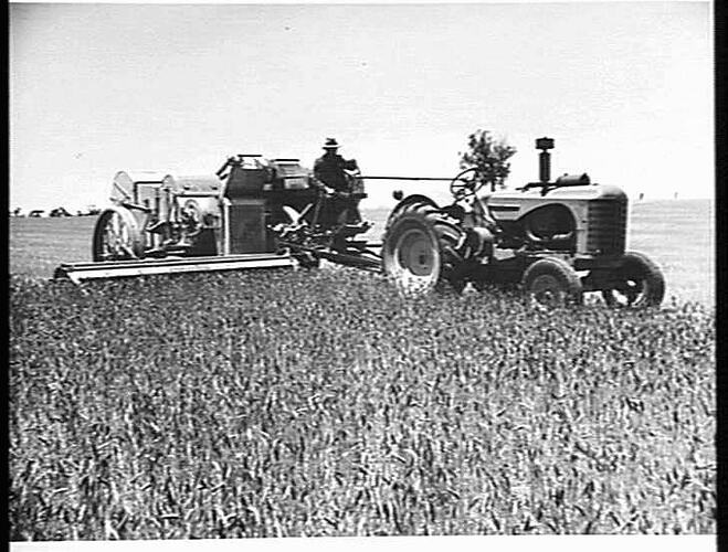 MR. J. P. WHELAN, WYCHEPROOF, VIC, HARVESTING 350 ACRES OF `QUADRAT' WHEAT, WITH THE 10 FT NO. 6 SUNSHINE POWER-DRIVE HEADER COUPLED TO SUNSHINE MASSEY HARRIS TRACTOR. TRACTOR BEING OPERATED FROM THE HEADER BY `ONE-MAN' CONTROL: JAN 1949