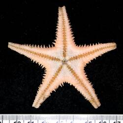 Front view of light orange seastar on black background with ruler.