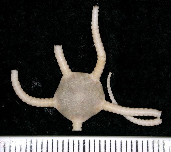 Back view of cream-white brittle star with broken arms on black background with ruler.