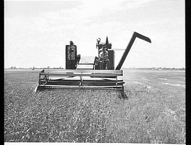 MASSEY-HARRIS 780 SELF-PROPELLED HARVESTING WHEAT ON THE PROPERTY OF MR.A.E.MCKENZIE, JEPARIT VIC. JAN 1955