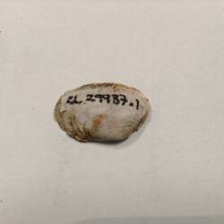 Shell - Bivalve, 1850-1900