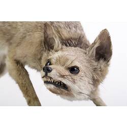 Mounted Pampas Fox specimen mounted with head down, snarling.