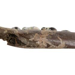 Bottom view of fossil jaw framgent.