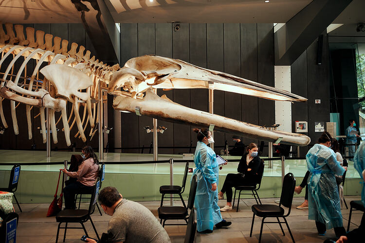 Blue Whale Skeleton in the Post Vaccination Waiting Area, St Vincent's Vaccination Hub, Melbourne Museum, 23 Sep 2021