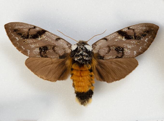 <em>Psalidostetha banksiae</em>, Banksia Moth, female. [HET 7260]