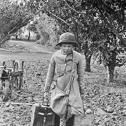Negative - Boy Carrying Buckets of Fruit in an Orchard, Merrigum, Victoria, 1910