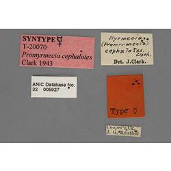 Entomology type specimen labels.