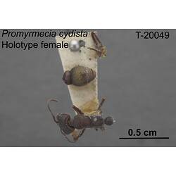Ant specimen, female, dorsal view.