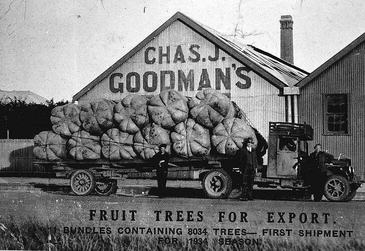 FRUIT TREES FOR EXPORT. 11 BUNDLES CONTAINING 8034 TREES. - FIRST SHIPMENT FOR 1934 SEASON.