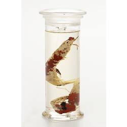 Shrimp wet specimens in glass jar.