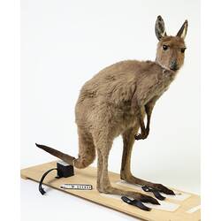 Brown kangaroo specimen mounted on a board.