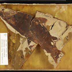 Brown fossil fish in pale matrix.