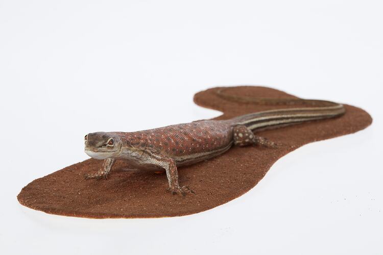Orange lizard model with black and white stripes down its tail.
