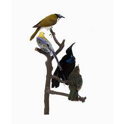 Four colourful bird mounts perched at varying heights on some branches.