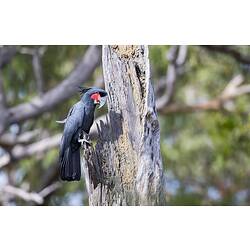 <em>Probosciger aterrimus</em>, Palm Cockatoo