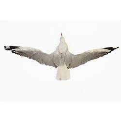 Seagull specimen mounted with wings spread.