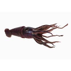 Purple squid model with flowing tentacles.