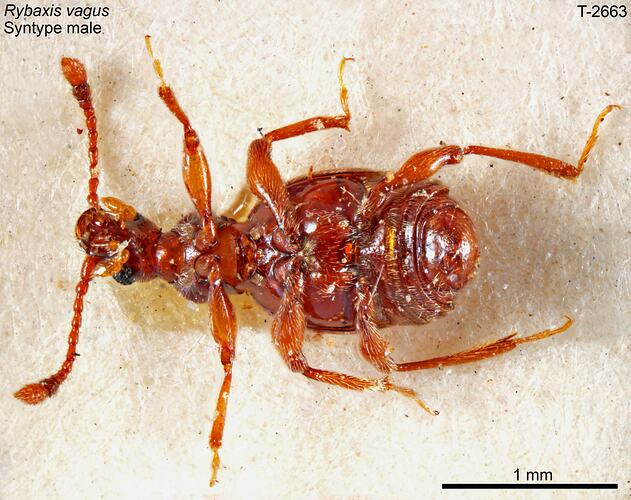 Beetle specimen, male, ventral view.